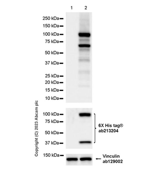 Western blot - Anti-6X His tag® antibody [EPR20547] - ChIP Grade (ab213204), expandable thumbnail