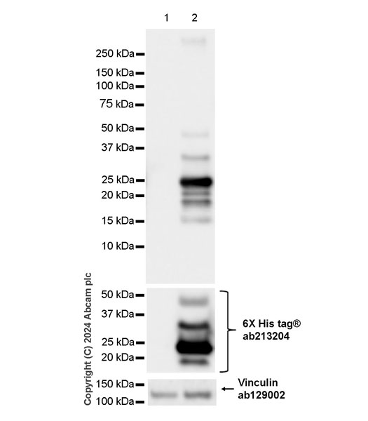 Western blot - Anti-6X His tag® antibody [EPR20547] - ChIP Grade (ab213204), expandable thumbnail