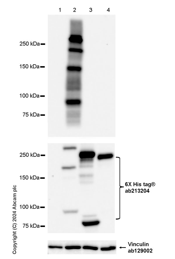 Western blot - Anti-6X His tag® antibody [EPR20547] - ChIP Grade (ab213204), expandable thumbnail