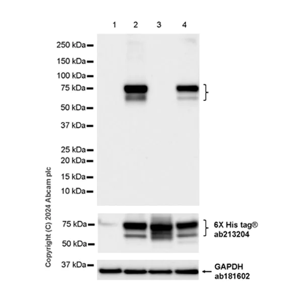 Western blot - Anti-6X His tag® antibody [EPR20547] - ChIP Grade (AB213204)