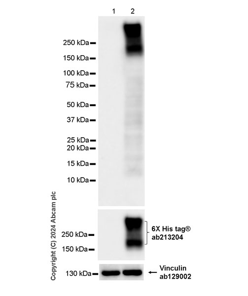 Western blot - Anti-6X His tag® antibody [EPR20547] - ChIP Grade (ab213204), expandable thumbnail