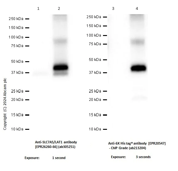 Western blot - Anti-6X His tag® antibody [EPR20547] - ChIP Grade (AB213204)