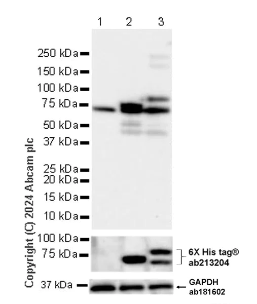 Western blot - Anti-6X His tag® antibody [EPR20547] - ChIP Grade (AB213204)
