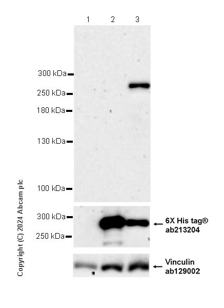 Western blot - Anti-6X His tag® antibody [EPR20547] - ChIP Grade (ab213204), expandable thumbnail