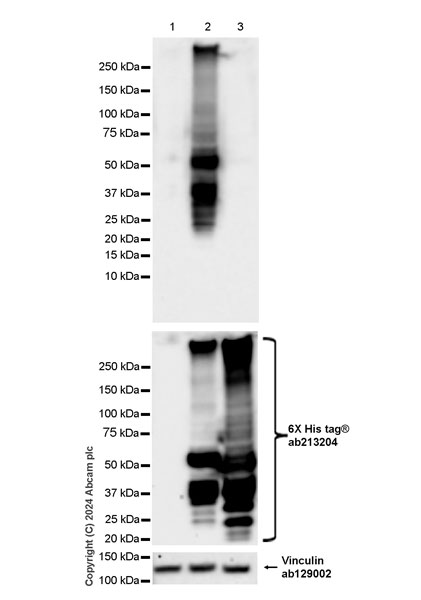 Western blot - Anti-6X His tag® antibody [EPR20547] - ChIP Grade (ab213204), expandable thumbnail