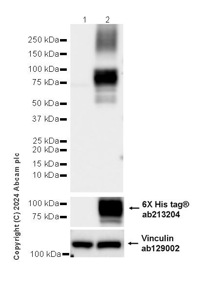 Western blot - Anti-6X His tag® antibody [EPR20547] - ChIP Grade (ab213204), expandable thumbnail