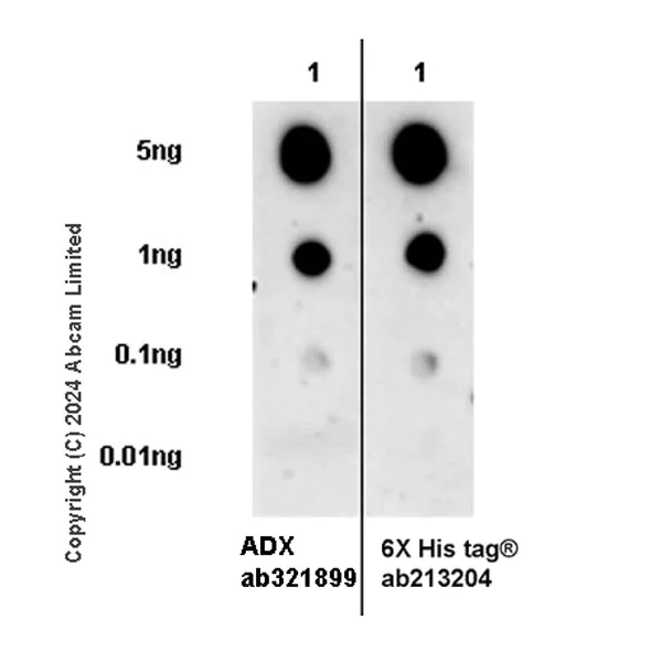 Western blot - Anti-6X His tag® antibody [EPR20547] - ChIP Grade (AB213204)