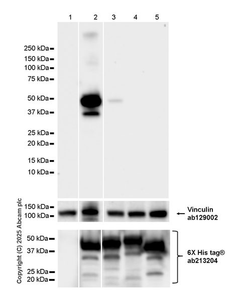 Western blot - Anti-6X His tag® antibody [EPR20547] - ChIP Grade (ab213204), expandable thumbnail