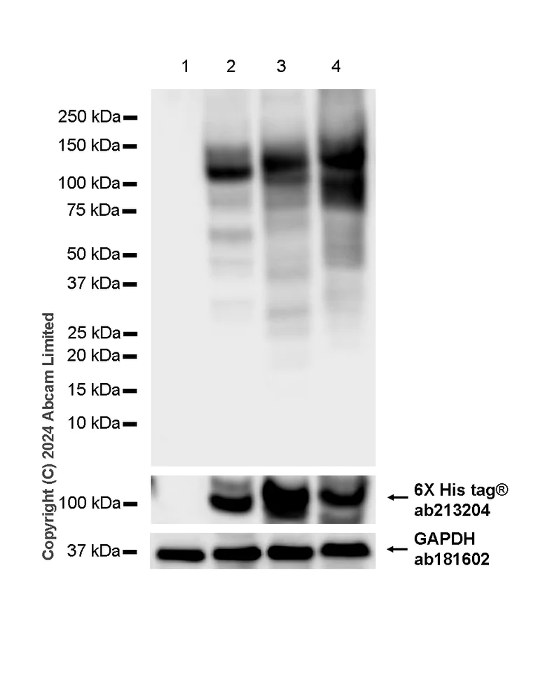 Western blot - Anti-6X His tag® antibody [EPR20547] - ChIP Grade (AB213204)