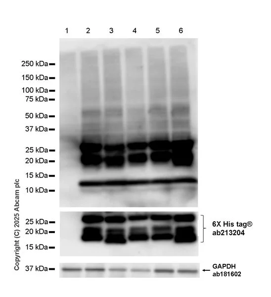 Western blot - Anti-6X His tag® antibody [EPR20547] - ChIP Grade (AB213204)