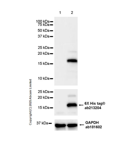 Western blot - Anti-6X His tag® antibody [EPR20547] - ChIP Grade (AB213204)