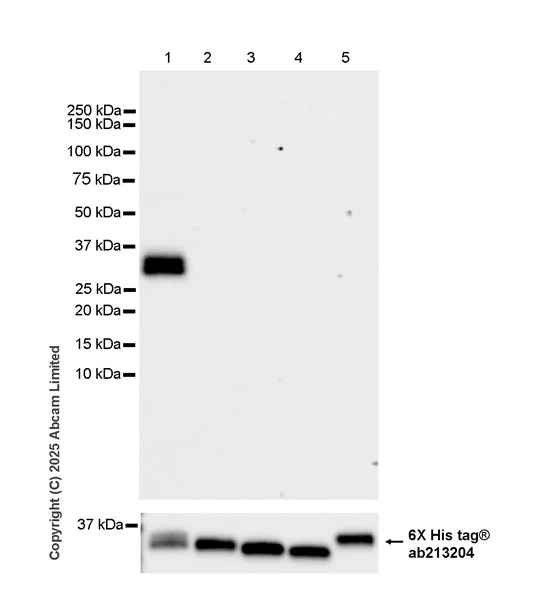 Western blot - Anti-6X His tag® antibody [EPR20547] - ChIP Grade (AB213204)
