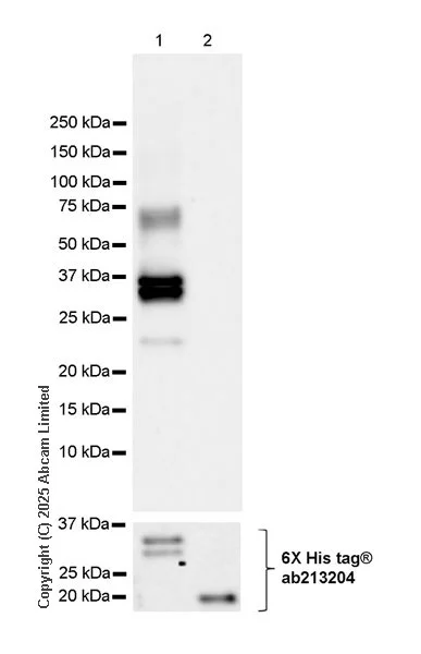 Western blot - Anti-6X His tag® antibody [EPR20547] - ChIP Grade (AB213204)