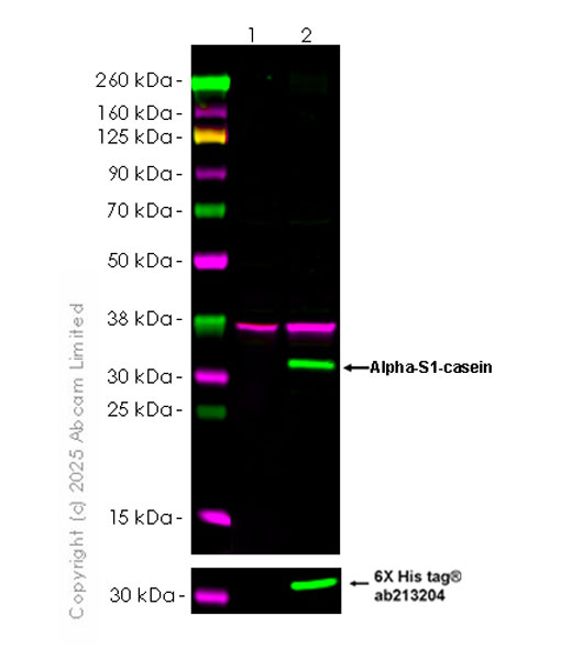 Western blot - Anti-6X His tag® antibody [EPR20547] - ChIP Grade (ab213204), expandable thumbnail