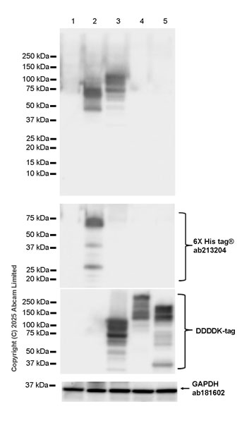 Western blot - Anti-6X His tag® antibody [EPR20547] - ChIP Grade (ab213204), expandable thumbnail