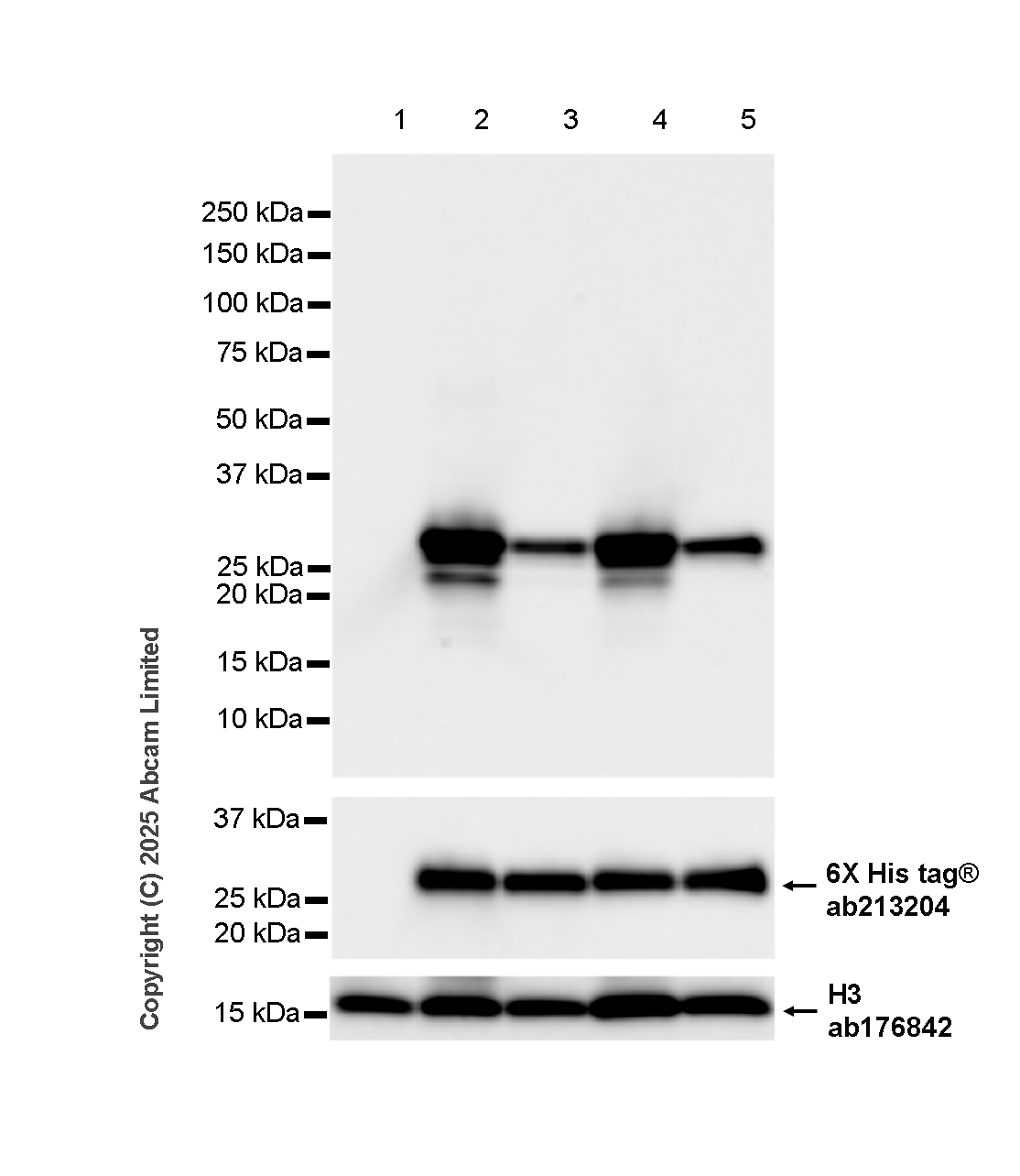 Western blot - Anti-6X His tag® antibody [EPR20547] - ChIP Grade (ab213204), expandable thumbnail