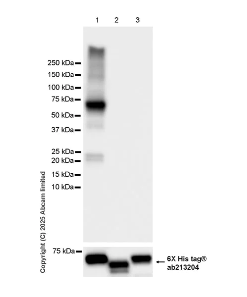 Western blot - Anti-6X His tag® antibody [EPR20547] - ChIP Grade (AB213204)