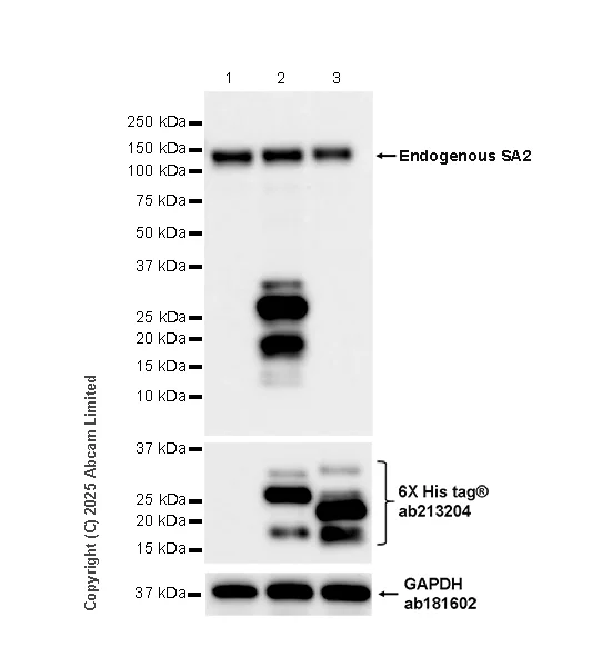 Western blot - Anti-6X His tag® antibody [EPR20547] - ChIP Grade (AB213204)