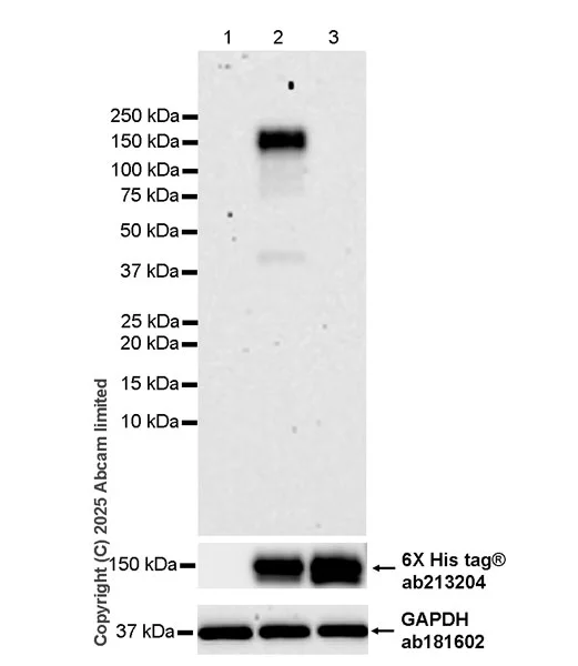 Western blot - Anti-6X His tag® antibody [EPR20547] - ChIP Grade (AB213204)