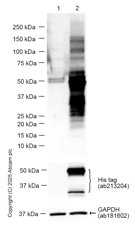 Western blot - Anti-6X His tag® antibody [EPR20547] - ChIP Grade (AB213204)