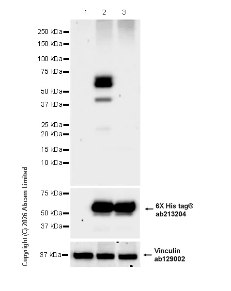 Western blot - Anti-6X His tag® antibody [EPR20547] - ChIP Grade (AB213204)