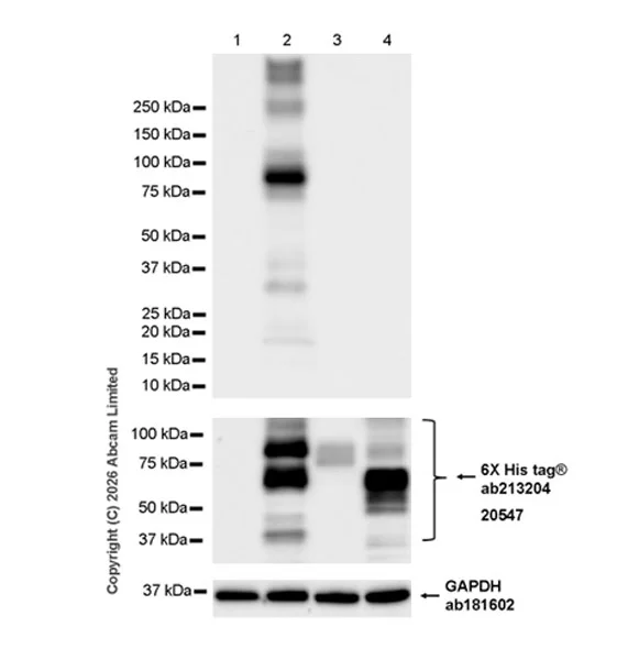 Western blot - Anti-6X His tag® antibody [EPR20547] - ChIP Grade (AB213204)