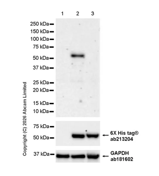 Western blot - Anti-6X His tag® antibody [EPR20547] - ChIP Grade (AB213204)