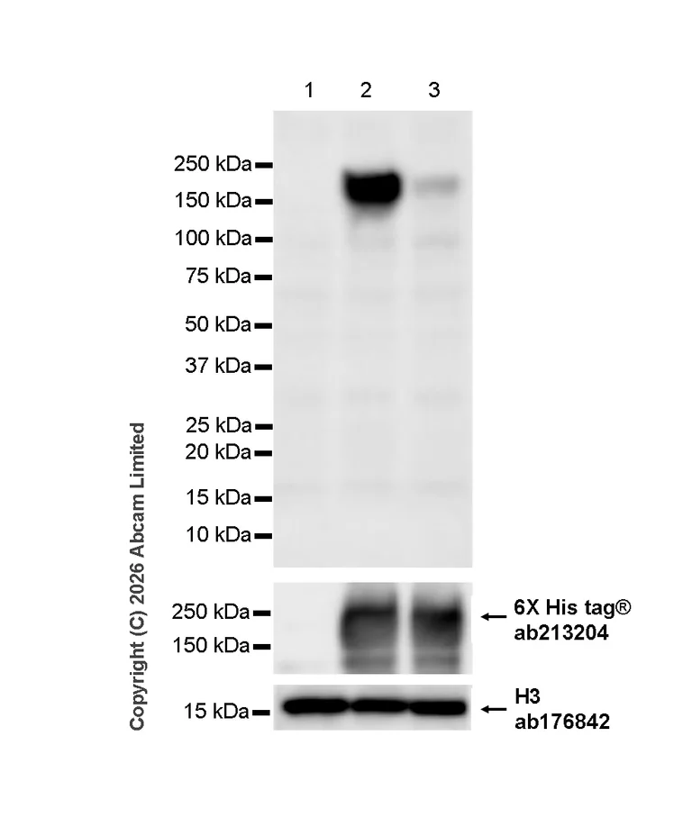 Western blot - Anti-6X His tag® antibody [EPR20547] - ChIP Grade (AB213204)