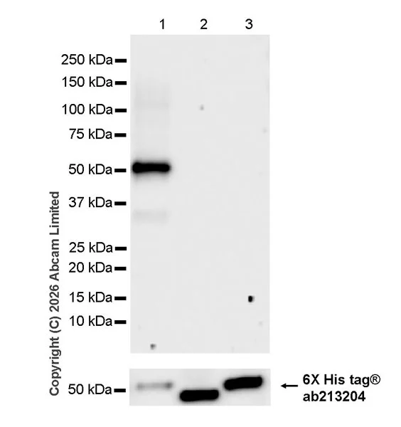Western blot - Anti-6X His tag® antibody [EPR20547] - ChIP Grade (AB213204)