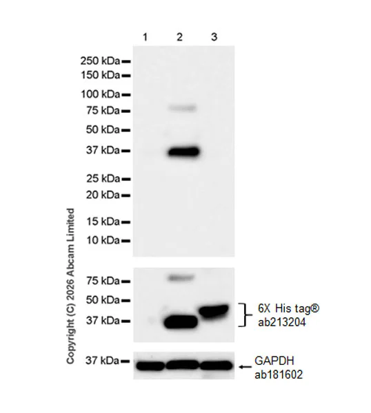 Western blot - Anti-6X His tag® antibody [EPR20547] - ChIP Grade (AB213204)