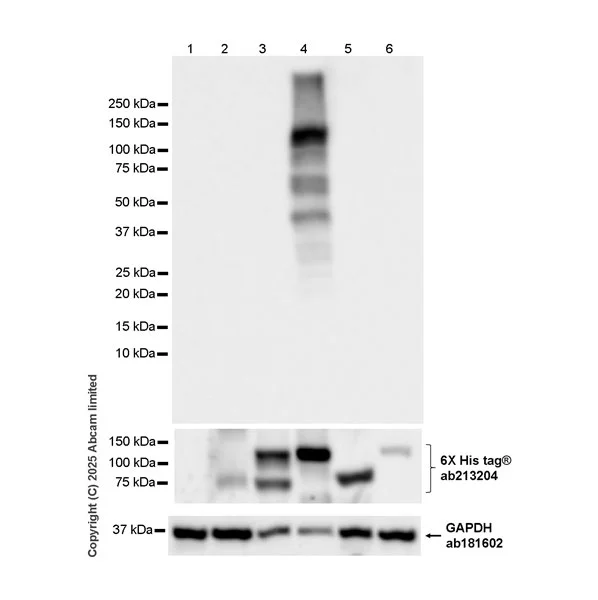 Western blot - Anti-6X His tag® antibody [EPR20547] - ChIP Grade (AB213204)