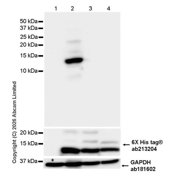 Western blot - Anti-6X His tag® antibody [EPR20547] - ChIP Grade (AB213204)