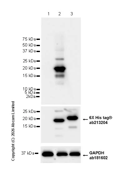 Western blot - Anti-6X His tag® antibody [EPR20547] - ChIP Grade (AB213204)