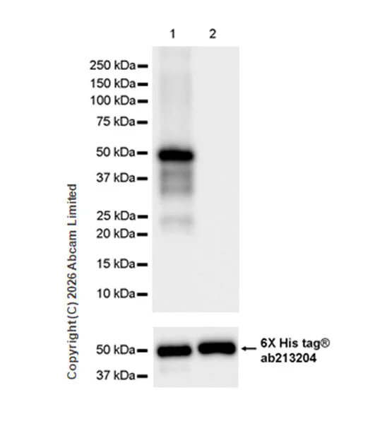 Western blot - Anti-6X His tag® antibody [EPR20547] - ChIP Grade (AB213204)