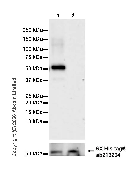 Western blot - Anti-6X His tag® antibody [EPR20547] - ChIP Grade (AB213204)