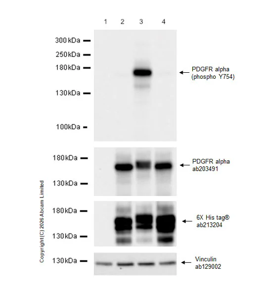 Western blot - Anti-6X His tag® antibody [EPR20547] - ChIP Grade (AB213204)