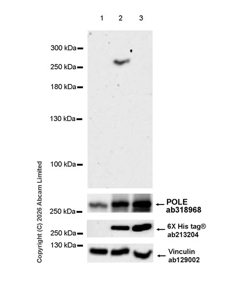 Western blot - Anti-6X His tag® antibody [EPR20547] - ChIP Grade (AB213204)
