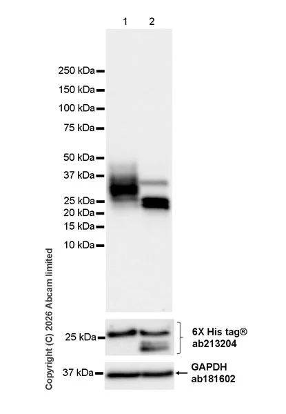 Western blot - Anti-6X His tag® antibody [EPR20547] - ChIP Grade (AB213204)