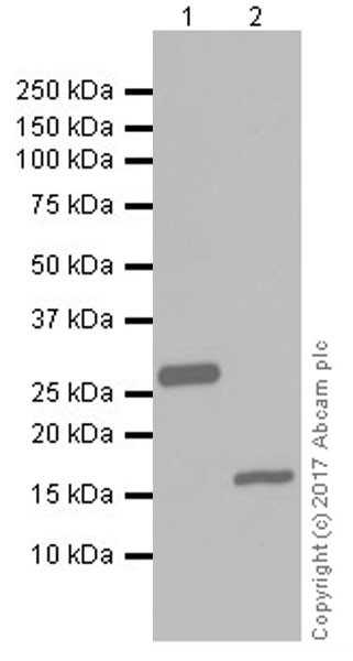 Western blot - Anti-6X His tag® antibody [EPR20547] - ChIP Grade (ab213204), expandable thumbnail