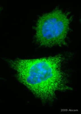 Immunocytochemistry/ Immunofluorescence - Anti-6X His tag® antibody [HIS.H8] (AB18184)