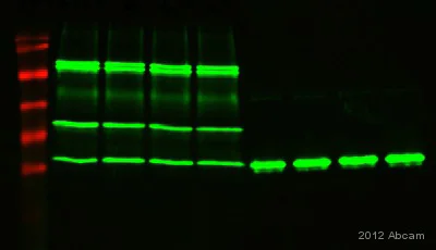 Immunoprecipitation - Anti-6X His tag® antibody [HIS.H8] (AB18184)