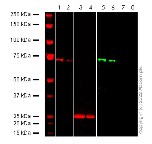 Western blot - Anti-6X His tag® antibody [HIS.H8] (AB18184)