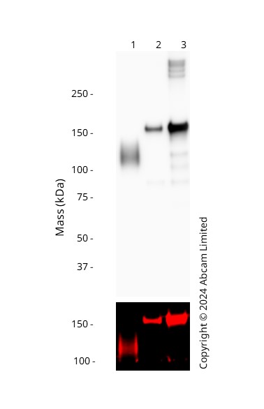 Western blot - Anti-6X His tag® antibody [HIS.H8] (ab18184), expandable thumbnail