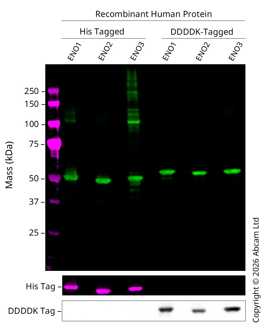 6x-his-tag-antibody-hish8-