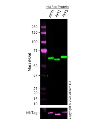 Western blot - Anti-6X His tag® antibody [HIS.H8] (AB18184)