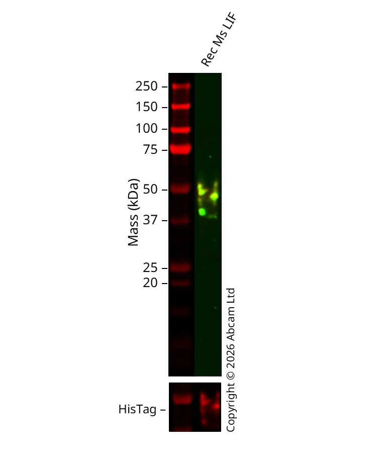 Western blot - Anti-6X His tag® antibody [HIS.H8] (AB18184)
