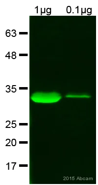 Western blot - Anti-6X His tag® antibody [HIS.H8] (AB18184)
