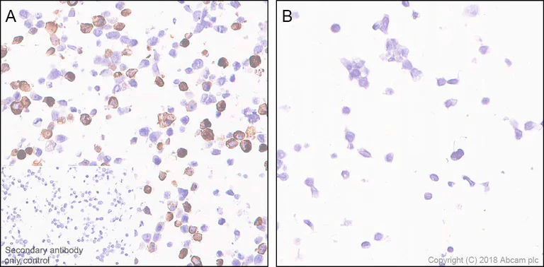 Immunohistochemistry (Formalin/PFA-fixed paraffin-embedded sections) - Anti-6X His tag® antibody [JPAR-2] (AB245114)