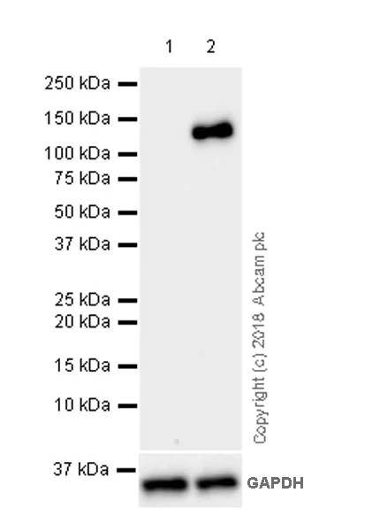 Western blot - Anti-6X His tag® antibody [JPAR-2] (AB245114)