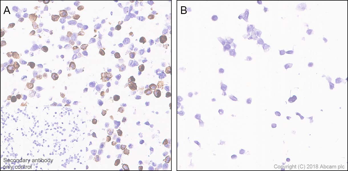 Immunohistochemistry (Formalin/PFA-fixed paraffin-embedded sections) - Anti-6X His tag® antibody [JPAR-2] - BSA and Azide free (AB245203)